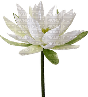 water lily, sunshine3 - png ฟรี
