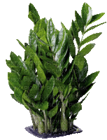 Pflanze - Darmowy animowany GIF