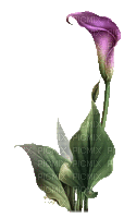 purple calla violet lily flower - Zdarma animovaný GIF