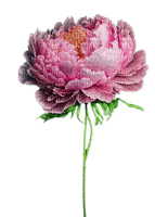 fleur pivoine - Free PNG