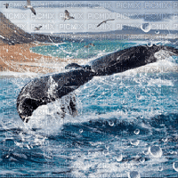 whale animated bg fond gif - Ücretsiz animasyonlu GIF