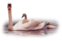 Kaz_Creations Birds Swans - Free PNG