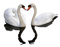 cisne - PNG gratuit