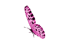 papillon rose pink butterfly gif - GIF animé gratuit