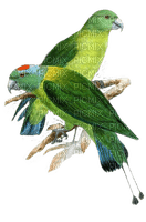 Vögel, Papageien, Birds - PNG gratuit