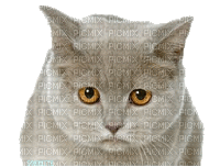 dulcineia8 gatos - Безплатен анимиран GIF