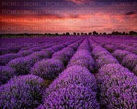 lavender background bp - zadarmo png