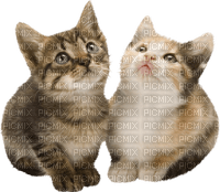 gala animals cat - zdarma png