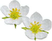 soave deco strawberry flowers scrap green white - ilmainen png
