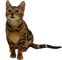 Kaz_Creations  Cats Cat Kittens Kitten - бесплатно png