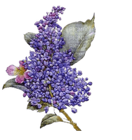lilacs  Bb2 - фрее пнг