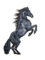 Pferd, Rappe, Horse, Black - ücretsiz png