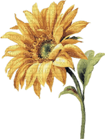 Yellow Flower.Fleur.Sunflower.Victoriabea - Free PNG