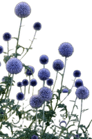 fleurs chardons - gratis png