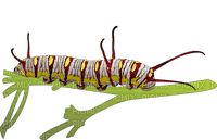 Kaz_Creations Caterpillars - ingyenes png