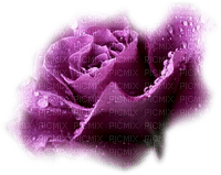 rose violette.Cheyenne63 - png gratis