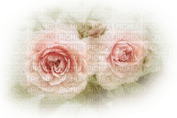 blomma-rosa - Free PNG