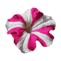 Petunia Flower - GIF animé gratuit