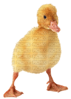 Tube Animaux Canard - zdarma png