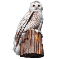 Kaz_Creations Birds Bird Owls Owl - ücretsiz png