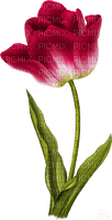 Flor tulipán rojo - png gratis