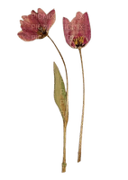 tulip pressed flowers pink - PNG gratuit