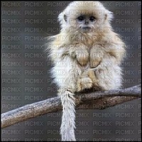 petit singe - PNG gratuit