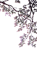 Plants.Branche.Branch.Rama.purple.Victoriabea - 無料のアニメーション GIF
