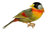 image encre la nature oiseau edited by me - PNG gratuit