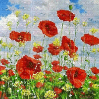 soave background animated flowers poppy field - Free animated GIF