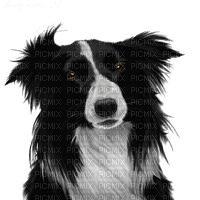 Dog - 免费PNG
