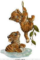 Tigre - Zdarma animovaný GIF