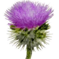 Flowers purple bp - ingyenes png