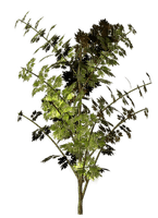 Plant-Pianta - бесплатно png