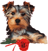Saint Valentin chien cadeau amour fleur_St. Valentin dog gift love flower