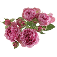 Fresh Roses - kostenlos png