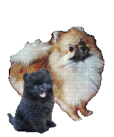 Pomeranian - GIF animé gratuit