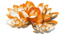 Flowers.Orange - бесплатно png