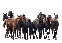 Kaz_Creations Animals Horses Horse Carriage - GIF animado gratis