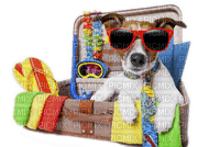 dog vacation  suitcase chien vacances valise - PNG gratuit