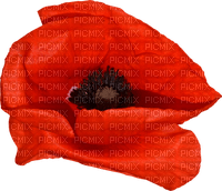 dolceluna poppy flower - δωρεάν png