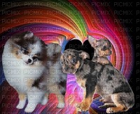 Chihuahua/Pomeranian - фрее пнг