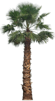 palmeira - png ฟรี