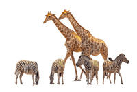 maj girafes et zèbres - PNG gratuit