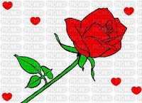 rosa rossa - nemokama png