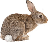 rabbit katrin - безплатен png