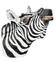 zebra bp - Darmowy animowany GIF