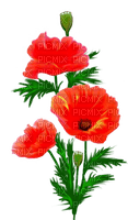 fleur,garden,pavots,red,Pelageya - gratis png