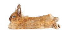 Kaz_Creations Animals Rabbit Hare - безплатен png