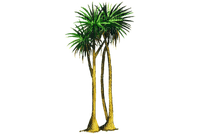 palmera palmier - ingyenes png